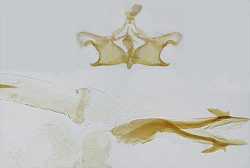 Sydlig backglimsckmal Coleophora silenella