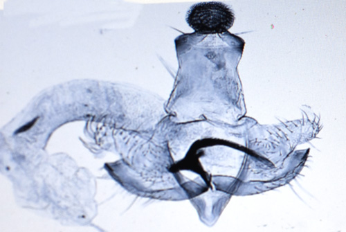Krkrissckmal Coleophora sirella