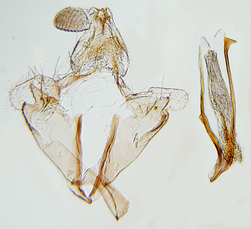 Skarpringad stjrnblomsckmal Coleophora solitariella