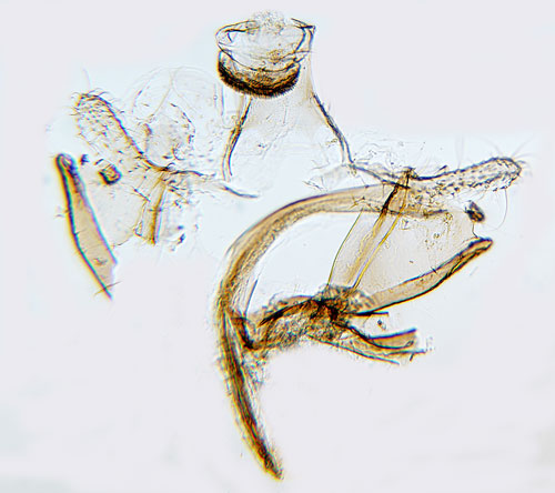 Spireasckmal Coleophora spiraeella