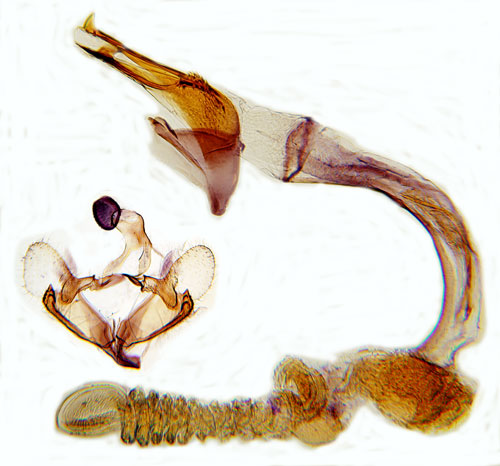 Allmn mllsckmal Coleophora sternipennella