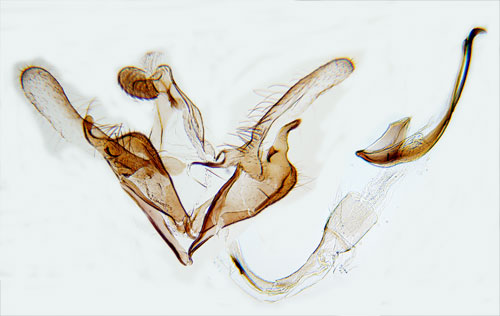 Grovfjllig fltmalrtsckmal Coleophora succursella