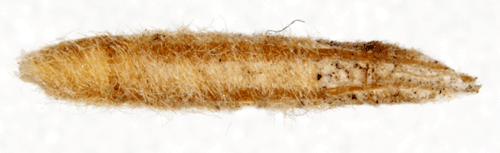 Grovfjllig malrtssckmal Coleophora succursella