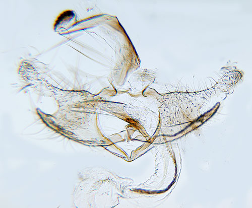 Kilstreckad fjllsckmal Coleophora svenssoni