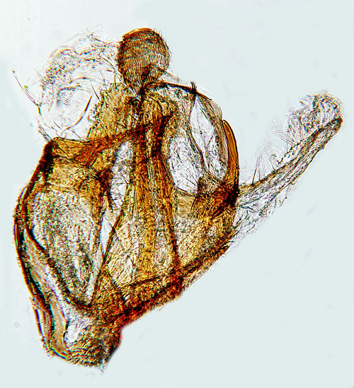Parkfrylesckmal Coleophora sylvaticella