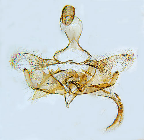 Ljussprtad tgsckmal Coleophora tamesis
