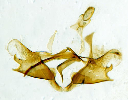 Renfanesckmal Coleophora tanaceti