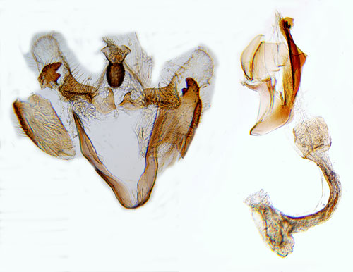 Dubbellinjerad tistelsckmal Coleophora therinella