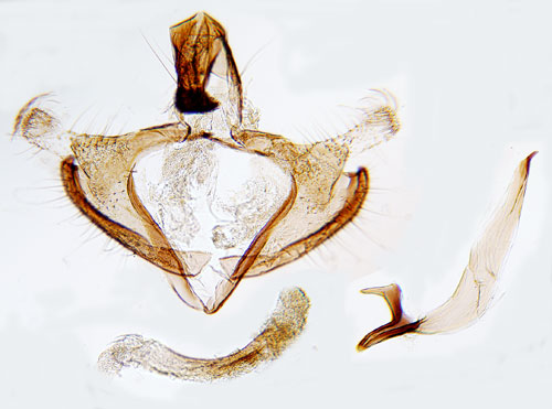 Hjortronsckmal Coleophora thulea