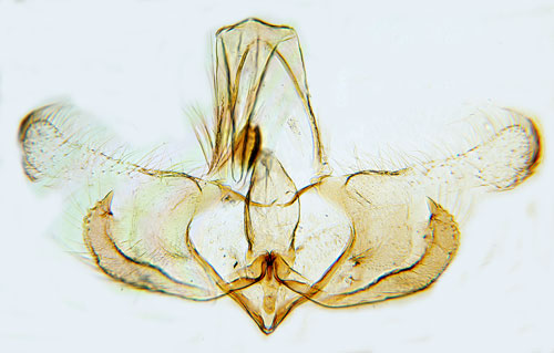 Stvpplingsckmal Coleophora trifolii
