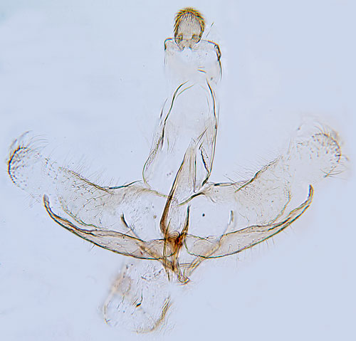 Vitkantad rnnsckmal Coleophora trigeminella