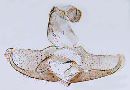 Odonsckmal Coleophora uliginosella