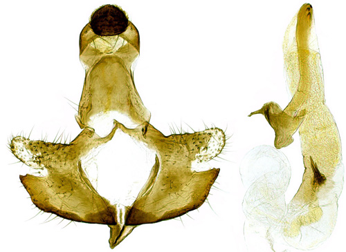 Fjllsippesckmal Coleophora unigenella