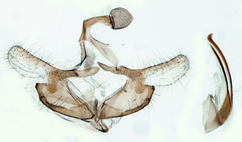 Blek mllsckmal Coleophora versurella
