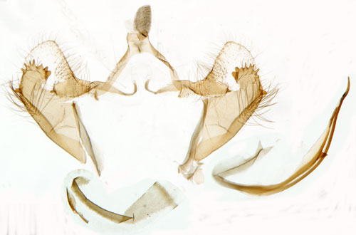 Spetsvingad mllsckmal Coleophora vestianella