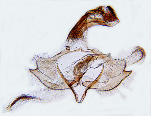 Kilstreckad fltmalrtsckmal Coleophora vibicigerella