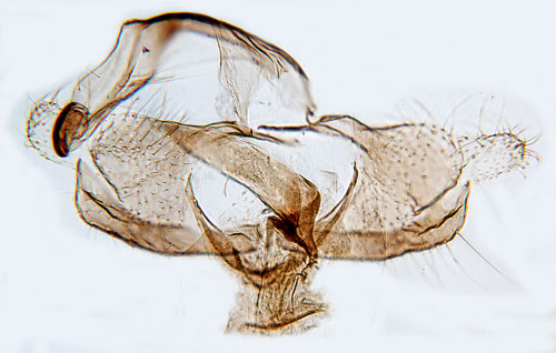 Alltarsckmal Coleophora violacea