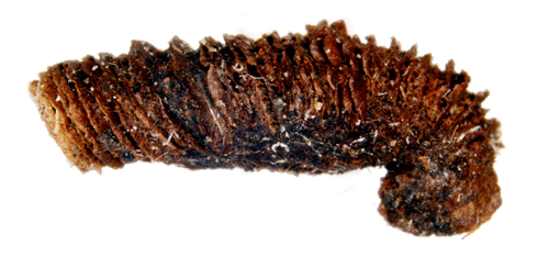 Ljusbrun lingonsckmal Coleophora vitisella