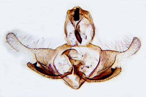 Getvpplingsckmal Coleophora vulnerariae