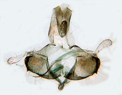 Gulspetsad slgsckmal Coleophora zelleriella