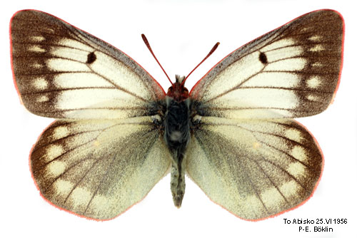 Fjllhfjril Colias tyche
