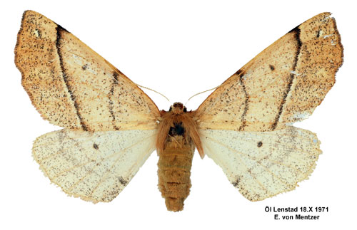 Spinnarmtare Colotois pennaria