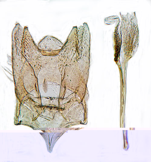 Slnluggmal Coptotriche gaunacella