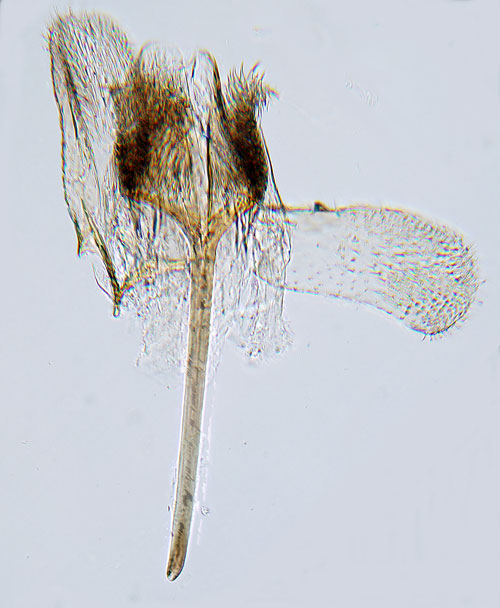Brmluggmal Coptotriche marginea