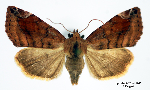 Brunrtt rovfly Cosmia pyralina