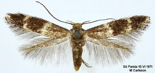 Gregrsmal Cosmiotes freyerella