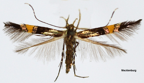 Grsfransmal Cosmopterix orichalcea