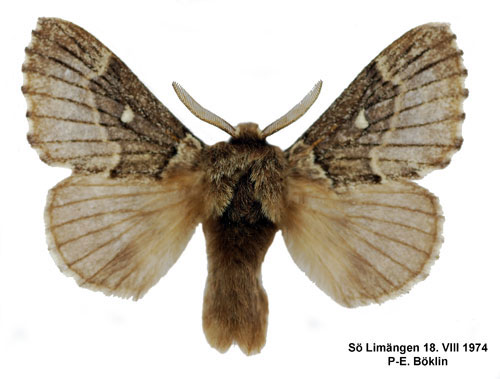 Barrskogsspinnare Cosmotriche lobulina