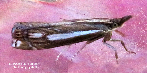 Ljunggrsmott Crambus ericellus