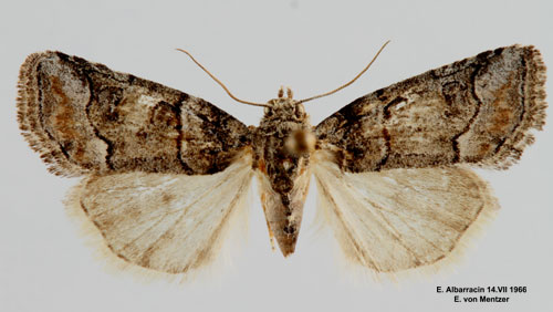 Grbrunt lavfly Bryophila ravula