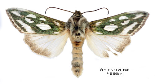 Silverflckat kapuschongfly Cucullia argentea