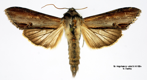 Asterkapuschongfly Cucullia asteris