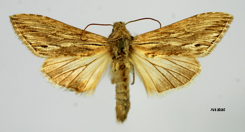 Stppkapuschongfly Cucullia boryphora
