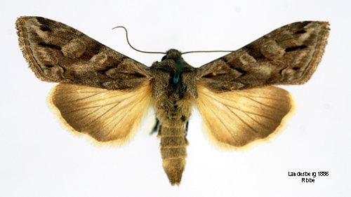 Grbokapuschongfly Cucullia fraudatrix