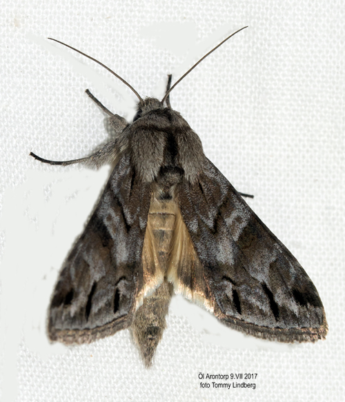 Grbokapuschongfly Cucullia fraudatrix
