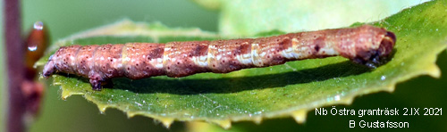 Bjrkgrdelmtare Cyclophora albipunctata