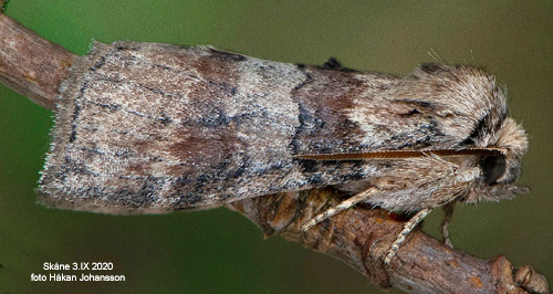 Ekblekmaskspinnare Cymatophorina diluta