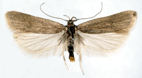 Grpalpmal Acompsia cinerella