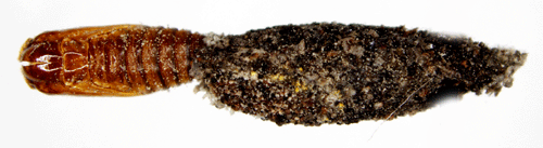 Jungfrusckspinnare Dahlica lichenella