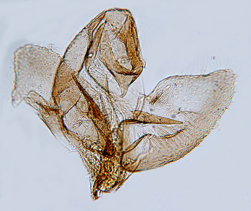 Vitflckig praktmal Denisia albimaculea