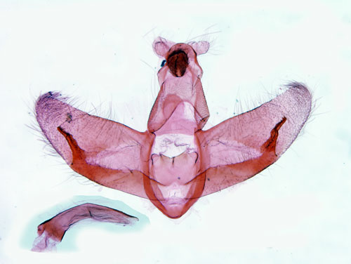 Ljusbrstad grboplattmal Depressaria leucocephala