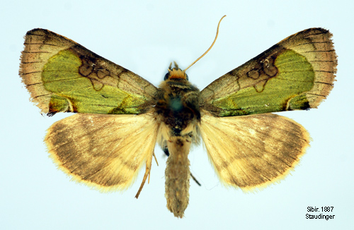 Guldgrnt metallfly Diachrysia zosimi