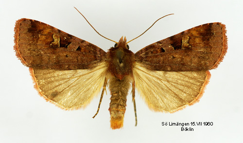 Rdbrunt jordfly Diarsia brunnea