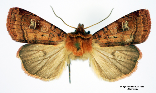 Sumpngsjordfly Diarsia florida