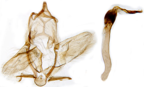 Spetssvmott Donacaula mucronella