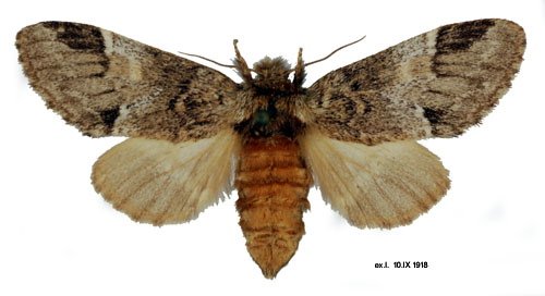 Gulsvansspinnare Drymonia dodonaea